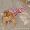 Mermaid Tail Cat Costume: Funny Swimsuit Bikini Prop for Modeling and Photoshoots.