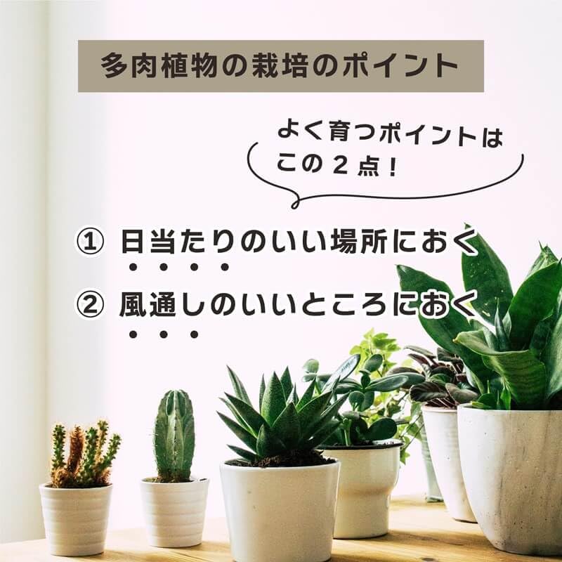 DAIM Succulent Plant Greenhouse 35x28x29cm, White