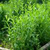 500 Graines d'Estragon - SemiSauvage Permaculture