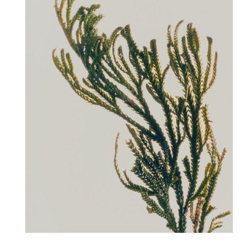 Abib - Jericho Rose Bifida Serum Firming Drop