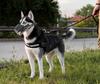 Universal Dog Muzzle for Malinois, Doberman, Golden Retriever, and German Shepherd - Anti-Bite, Anti-Bark, Anti-Ingestion Mouth Cover.