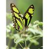 5D DIY Diamond Painting Butterfly Cross Stitch Kit Full Round Drill Embroidery Animal Mosaic Home Decor Kit Wall Art Gift