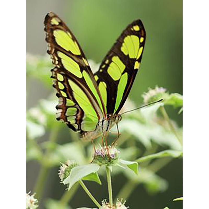 5D DIY Diamond Painting Butterfly Cross Stitch Kit Full Round Drill Embroidery Animal Mosaic Home Decor Kit Wall Art Gift