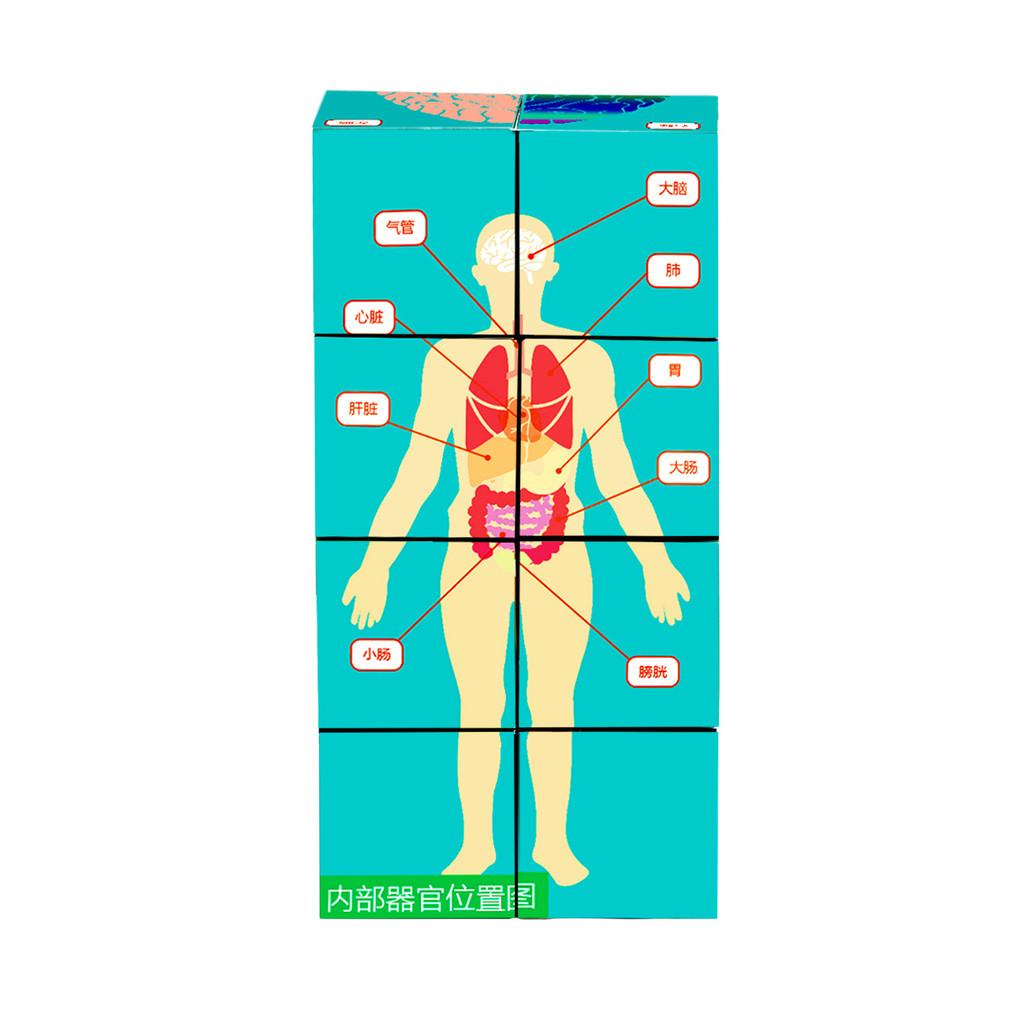 Science Experiment Human Body Organs Magic Cube For Students Educational Diy Toy