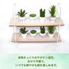 12-Piece Mini Cactus Assortment Set, Faux Greenery, Perfect for Home Decor, Desks, Kitchen Counters, and Store Decor. Perfect for Everlasting Plants.