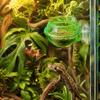 2pcs Round Suction Cup Feeder Green Chameleon Feeder Dish Durable Lizard Feeder Bowl  Gecko