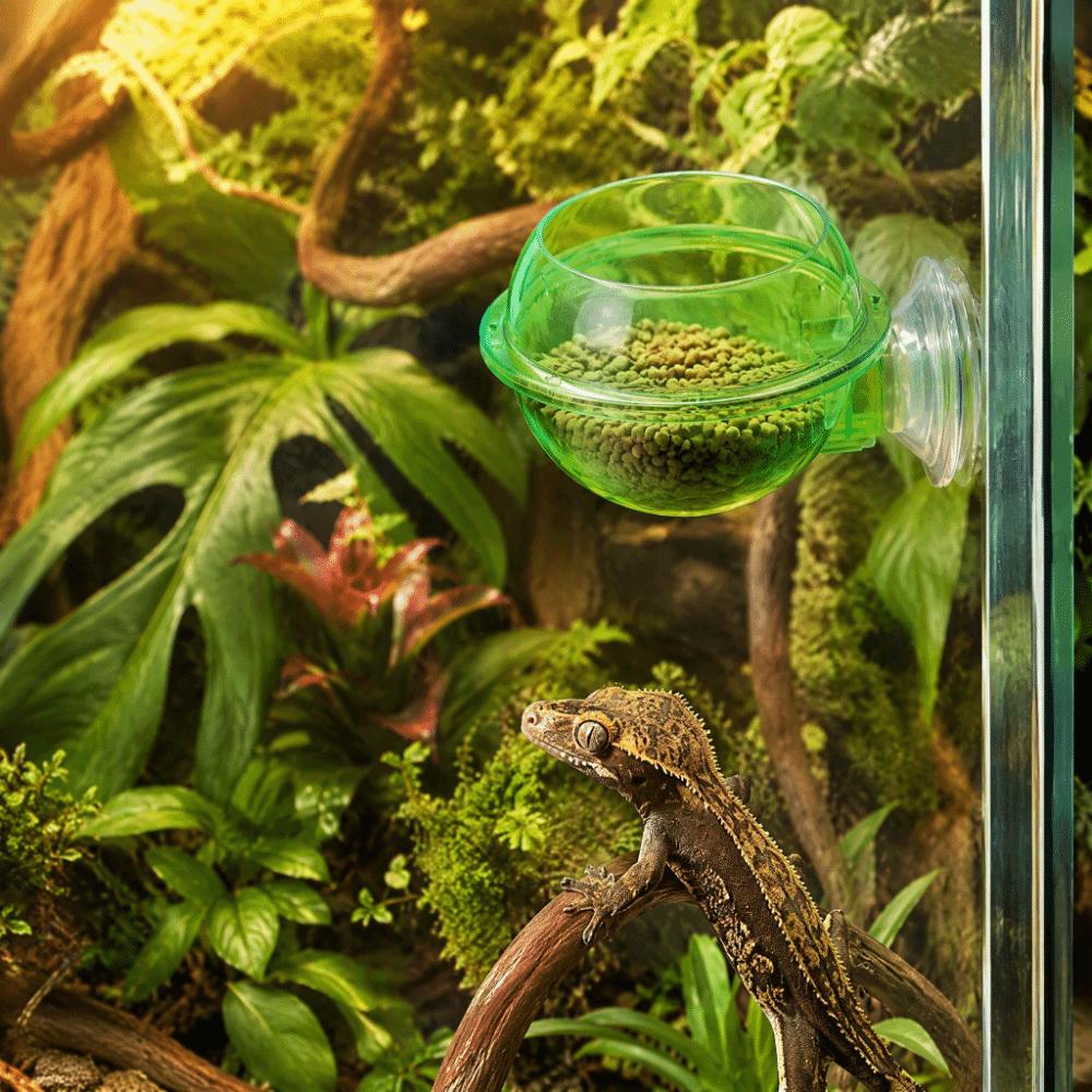 2pcs Round Suction Cup Feeder Green Chameleon Feeder Dish Durable Lizard Feeder Bowl Gecko