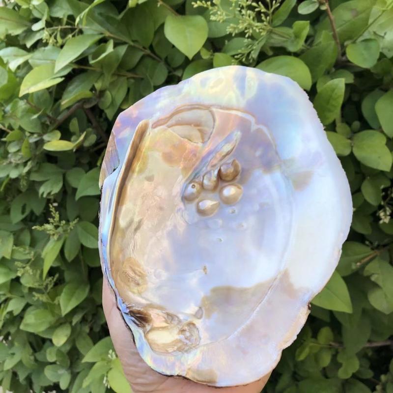 Natural Seashells and Freshwater Pearls for Home Decor, Aquariums, and Creative Crafting