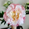 Handmade 2 Heads Peony Flowers Silk Peony Flower Bouquet Artificial Peony Flowers  Hotel