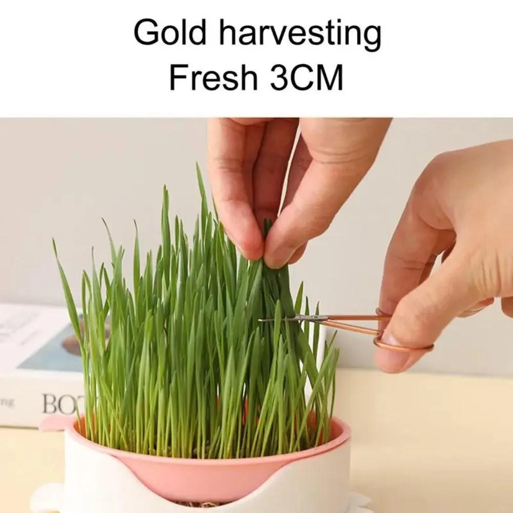 Seed Sprouter Tray Soil-Free Seedling Cat Grass Sprout Plate Hydroponic Plant Pots Pet Cat Sprout Dish Growing Pot Garden Supply