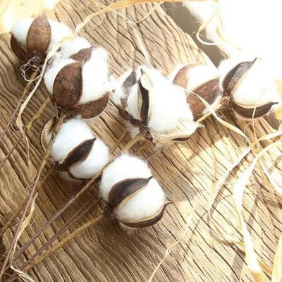20 Pcs Dried Flower Branch Cotton Stems Natural Cotton Flowers Dried Cotton Picks Farmhouse Display Filler-Furniture Wedding Home DIY Decoration