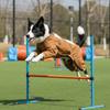 Breathable Dog Dust Pants Adjustable Waterproof Dog Boot Leggings Insect Proof Four-Legged Pants Protective Pants