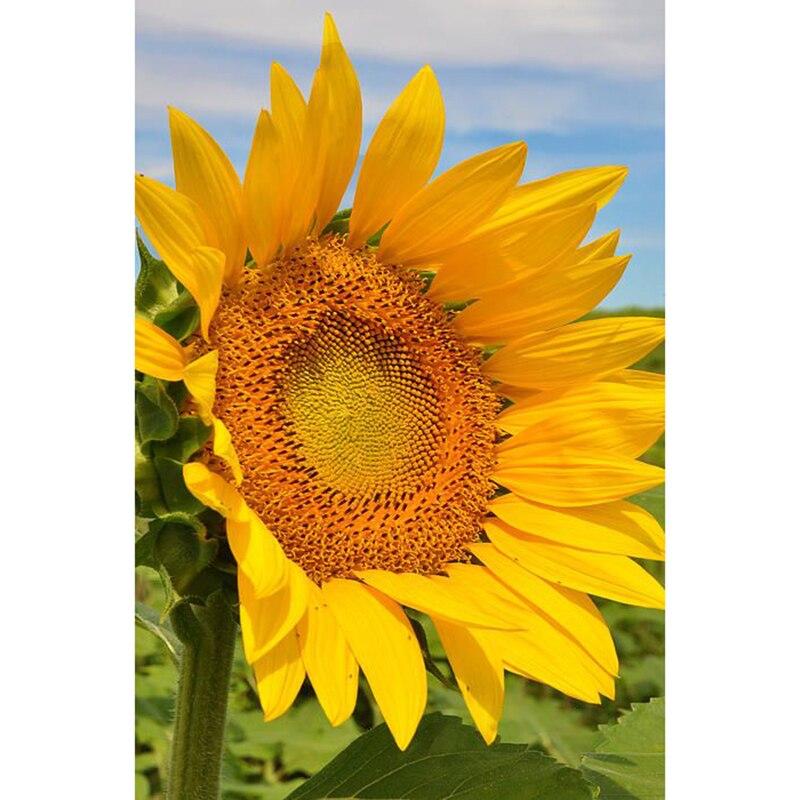 

5D DIY Алмазная картина Подсолнух Цветок Алмазная вышивка Свежие цветы Вышивка крестом Полный круглый дрель Домашний декор Подарок Full Round 20x25CM