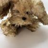 [USED] Teddy bear dog stuffed toy