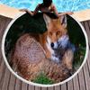 Fox Round Beach Towel, Jungle Wild Animal Beach Blanket,Rustic Farmhouse Woodland Fox Absorbent Quick Dry Pool Towel Picnic Mat