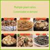 Mugwort & Ginger Moxibustion Patch: Navel, Foot, Shoulder, Neck, Lumbar, Knee, Sanfu