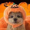 Halloween Animale Domestico Gatto Cane Cappello Zucca Halloween Giorno dei Fantasmi Forniture Decorative Cani Piccoli Medi e Grandi Copricapo Teddy Fadou