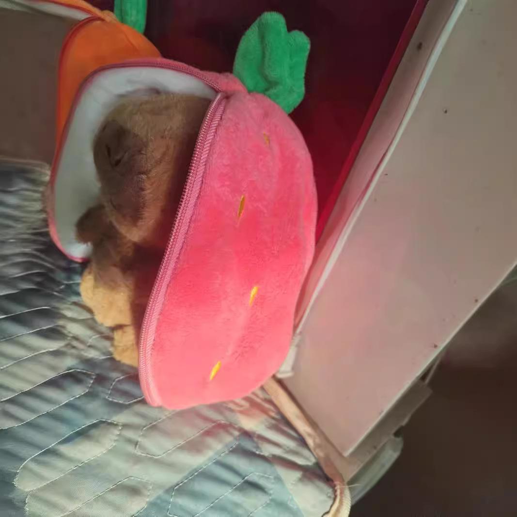 

8-дюймовая репа клубника капибара капибара кукла плюшевая игрушка царапающая машина метание 8 inch земляничный