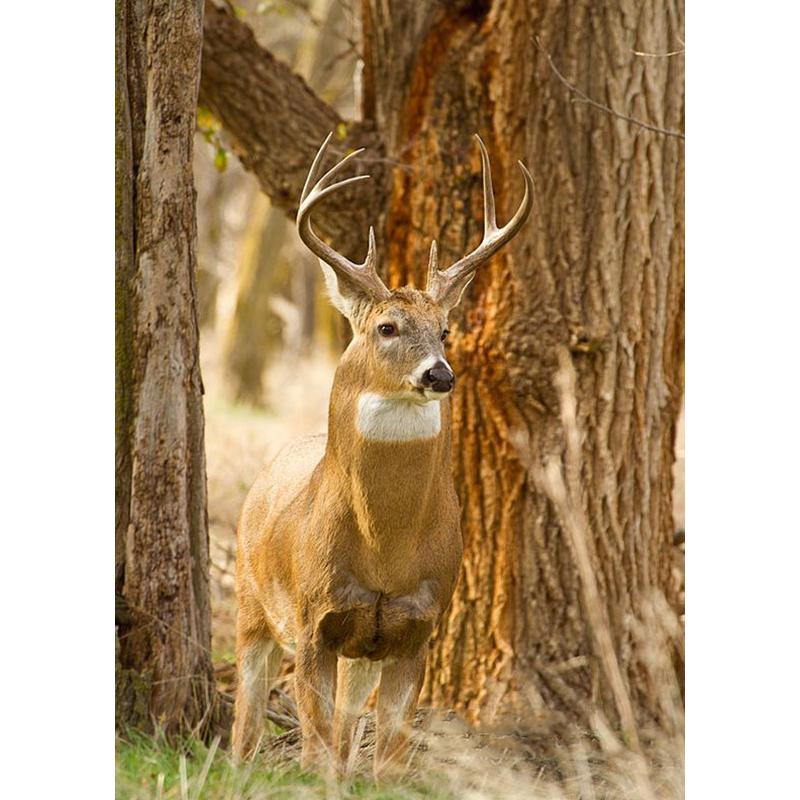 Deer DIY 5D Diamond Painting Full Round Drill Animal Diamond Embroidery Cross Stitch Mosaic Kits Wall Art Home Decor