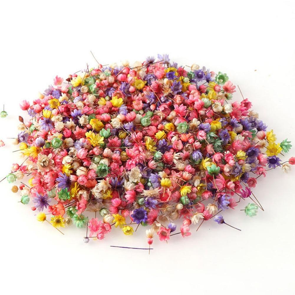 1 Pack/100 PCS Mini Dried Flowers Dried Flower Materials