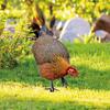 Yard Art Acrylic Chicken Ornament 3D Animals Sculpture Creative Garden Chicken Stake  Outdoor
