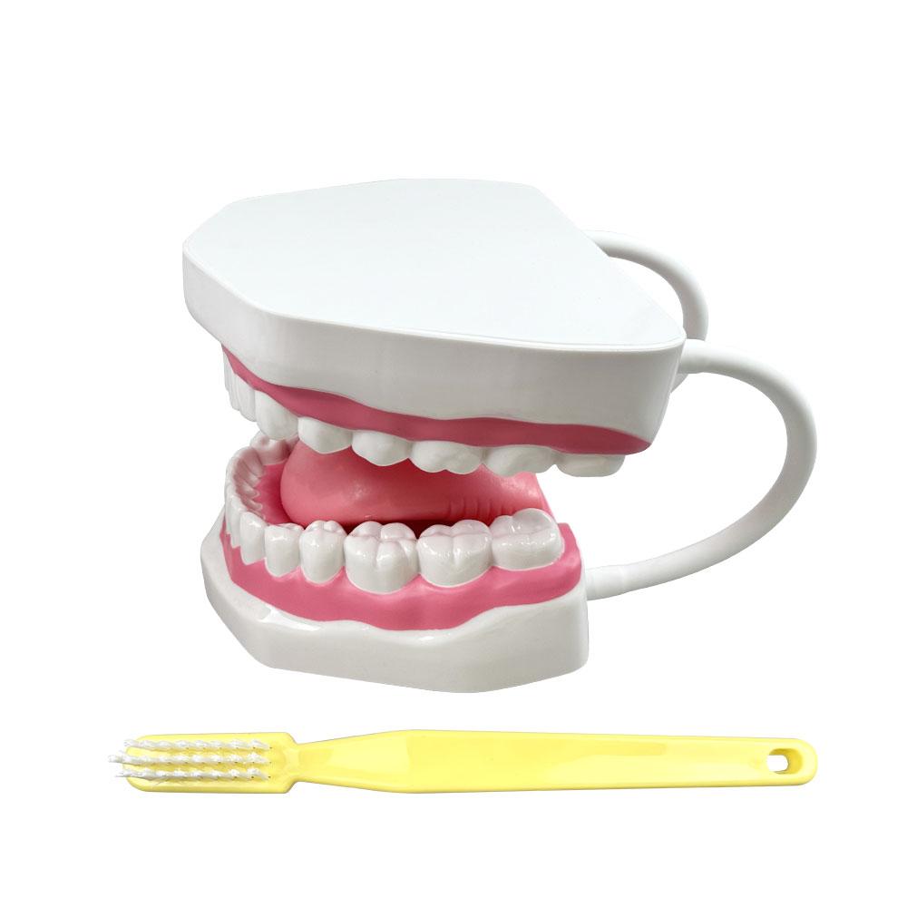 Super Large Dental Model With Tongue Toothbrush Colorful Tooth Brushing Study Model Big Mouth Model For Teaching Demonstration белый