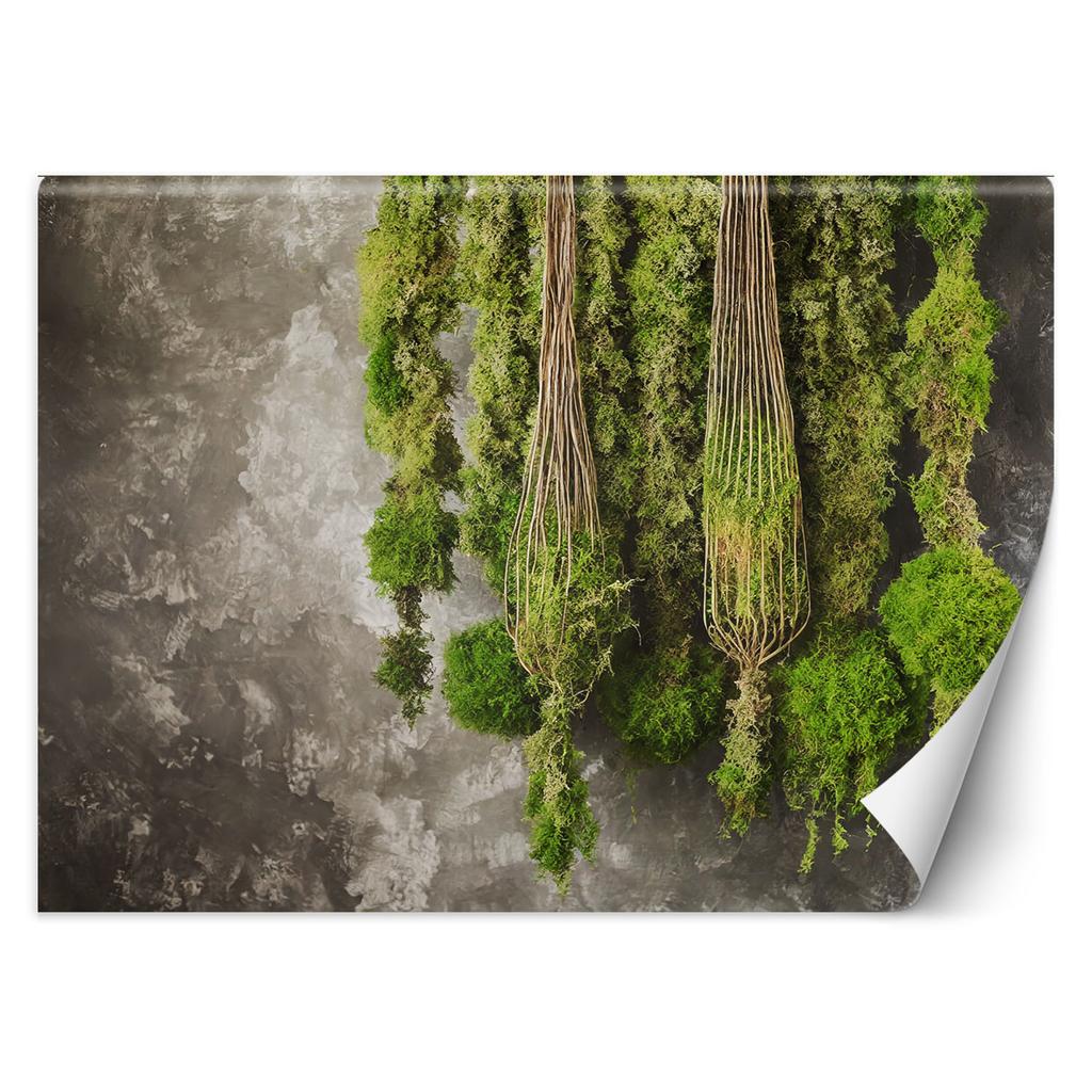 Wallpaper Moss plant nature