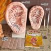 Teaching Version Auricular Points Model Multi-Acupoint Acupuncture Ear Acupuncture Model Auricular Points Mold Extra Large Ear Model with Bracket