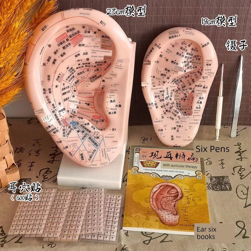 Teaching Version Auricular Points Model Multi-Acupoint Acupuncture Ear Acupuncture Model Auricular Points Mold Extra Large Ear Model with Bracket