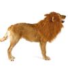 Pet Lion  Wig Costume Funny Pet Puppy Dress Up Hat Furry Pet Clothing Accessories for Photo Shoots Cospaly Party