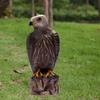 Sturdy Eagle Repellents Statue Lifelike Birds Decoy Hawk Creative Hawk Ornament  Outdoor Courtyard