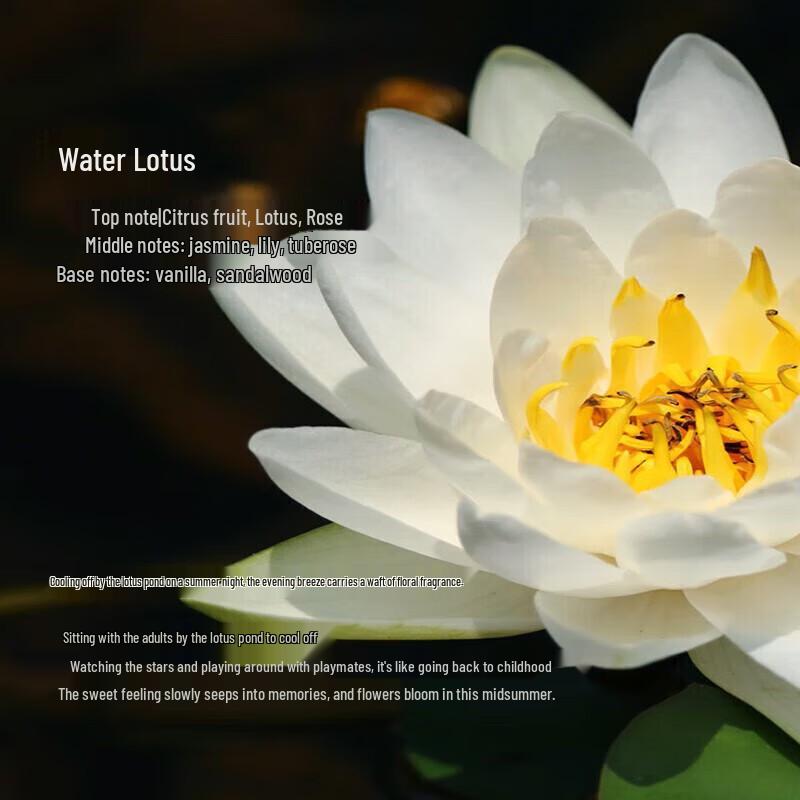 Tesori d'Oriente Wasserlotus Körpercreme