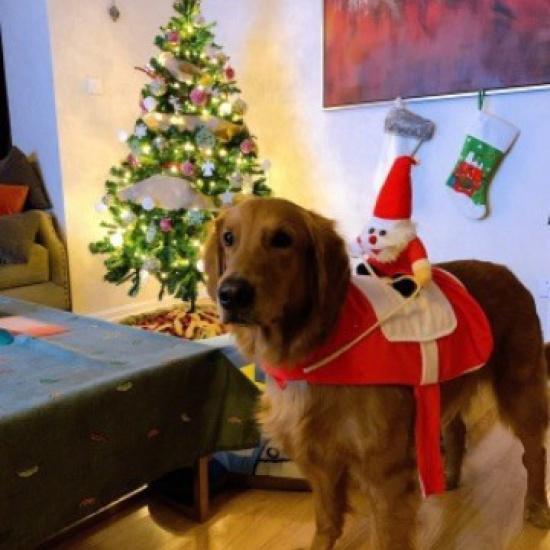 Dog Cat Medium Large Dog Golden Retriever Christmas Cat Clothes Riding Outfit Santa Claus Dog Pet Supplies
