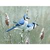 Full Drill Cross Stitch Home Decor Diamond Bird Animal Picture Snow Embroidery Painting