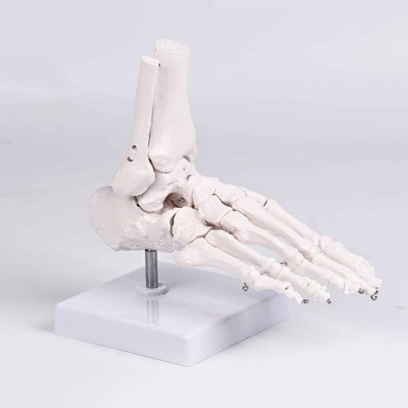 PVC Human Foot Skeleton Model For Anatomy Teaching Learning With Accurate Bone Structure Representation In Classrooms