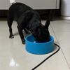 Pet Heated Water Bowl with Thermostat for Cats & Dogs - Winter Smart Insulated Plate