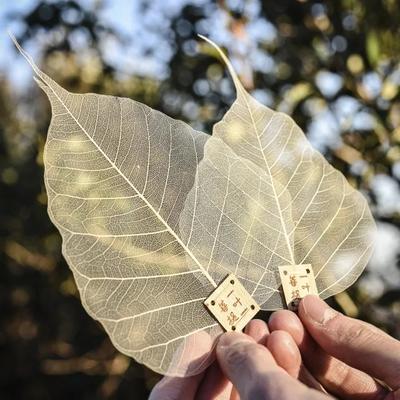 Colador de té de hoja de cebada natural (conjunto de 3)