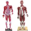 85cm Full-Body Human Muscle Morphology Model for Biomedical Teaching