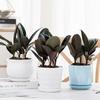 Black King Kong Rubber Tree: Indoor Plant for Living Room, Air-Purifying, Formaldehyde-Absorbing, Easy-Care Desktop Greenery.