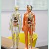 1 Set Human Anatomy Model Set - Removable Skeleton and Full Torso -Skeleton Model Kit with Removable Organs