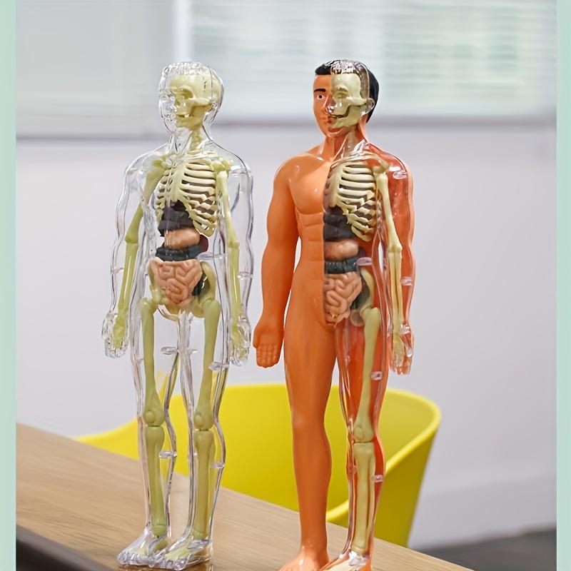 1 Set Human Anatomy Model Set - Removable Skeleton and Full Torso -Skeleton Model Kit with Removable Organs