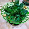 Strawberry Supports Stand Strawberry Plant Supports Cages Climbing Trelli