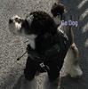 Trendy Pet Windbreaker: Warm Autumn/Winter Clothes for Small Dogs & Cats (Teddy, Bichon, Schnauzer, French Bulldog)