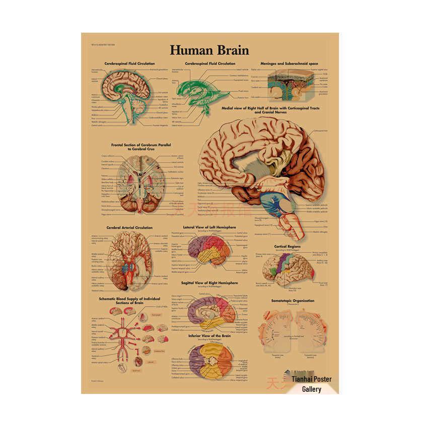 Anatomie kosterního svalstva Diagram Retro plakát pro výzdobu třídy Nástěnné umění (584)