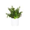 Green Simulation Plant Potted Green Grass Lifelike Grass Flowerpotted Desktop Ornament  Windowsill