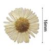 12 Pcs Dried Pressed Flowers DIY Art Craft Photography Props for Phone Case