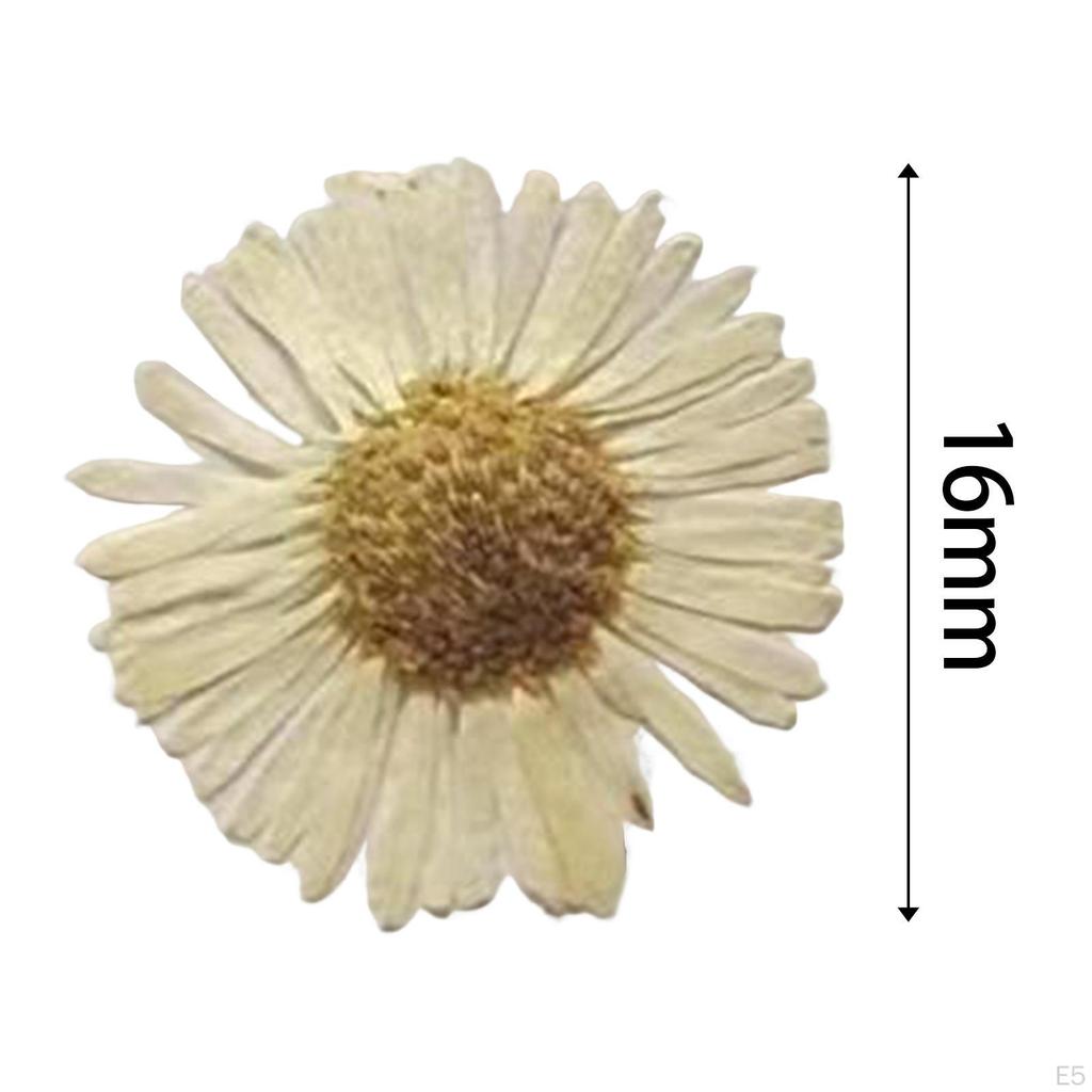 12 Pcs Dried Pressed Flowers DIY Art Craft Photography Props for Phone Case