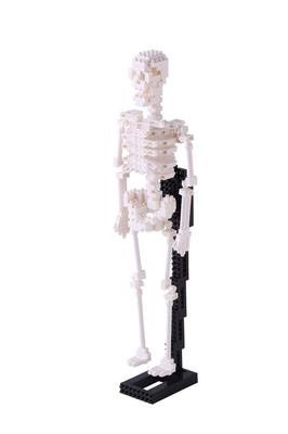 Nanoblock Human Skeleton NBM-014