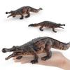 Sarcosuchus Dinosaur Collection Pvc Model For Educational And Display Use