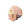 Removable Brain and Cerebral Artery Human Head Anatomy Model
